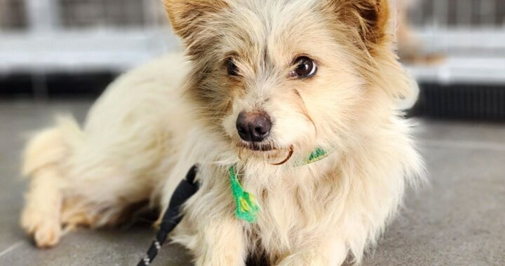 neugle pet 인천 강화 2026 00114