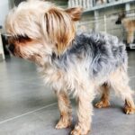 neugle pet 인천 강화 2026 00115