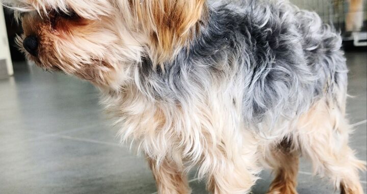 neugle pet 인천 강화 2026 00115