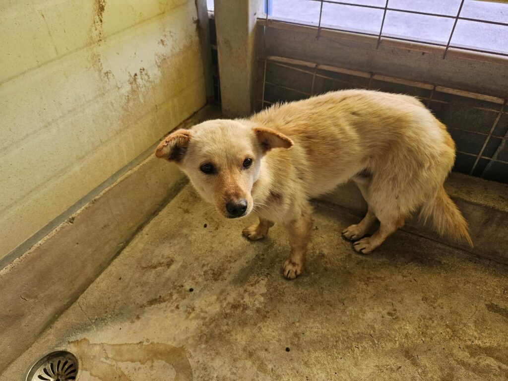 neugle pet 전남 고흥 2026 00052