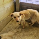 neugle pet 전남 고흥 2026 00052