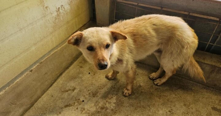 neugle pet 전남 고흥 2026 00052