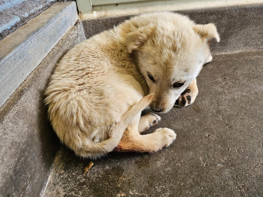 neugle pet 전남 고흥 2026 00059