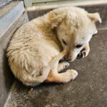 Hyeon's Gentle Soul: A White 믹스견's Hope for International Adoption from South Korea's Goheung-gun 3 neugle pet 전남 고흥 2026 00059