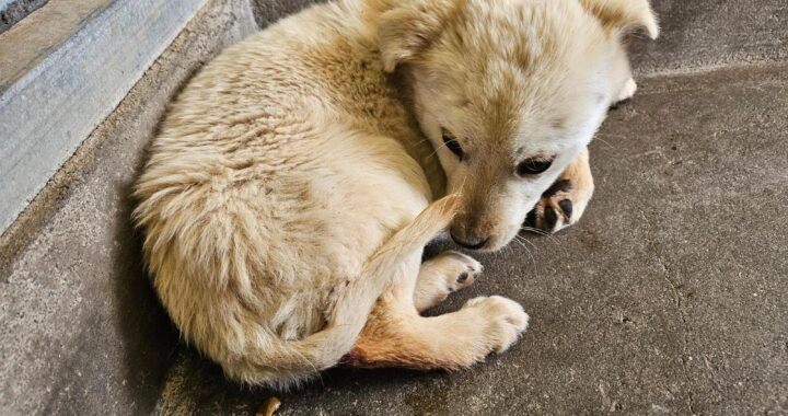 neugle pet 전남 고흥 2026 00059