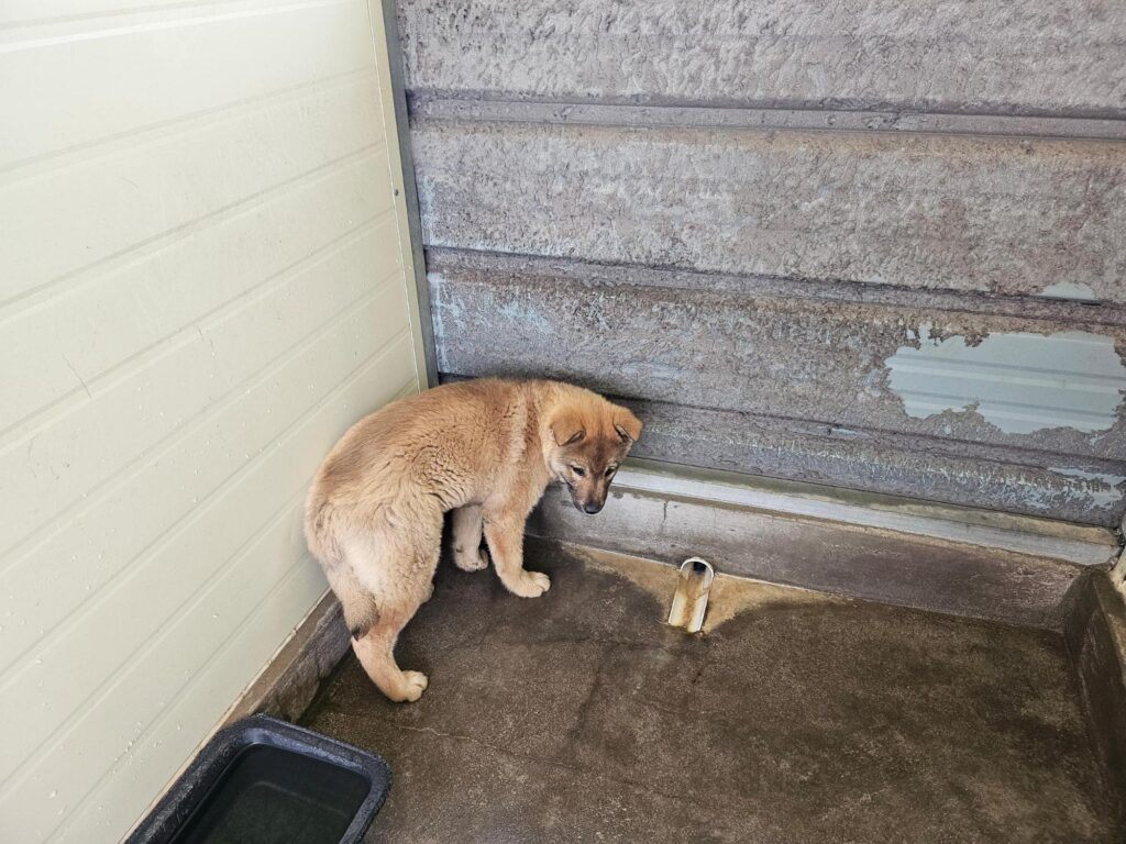 neugle pet 전남 고흥 2026 00060