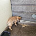 neugle pet 전남 고흥 2026 00060