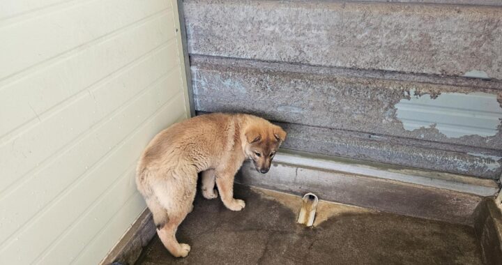 neugle pet 전남 고흥 2026 00060