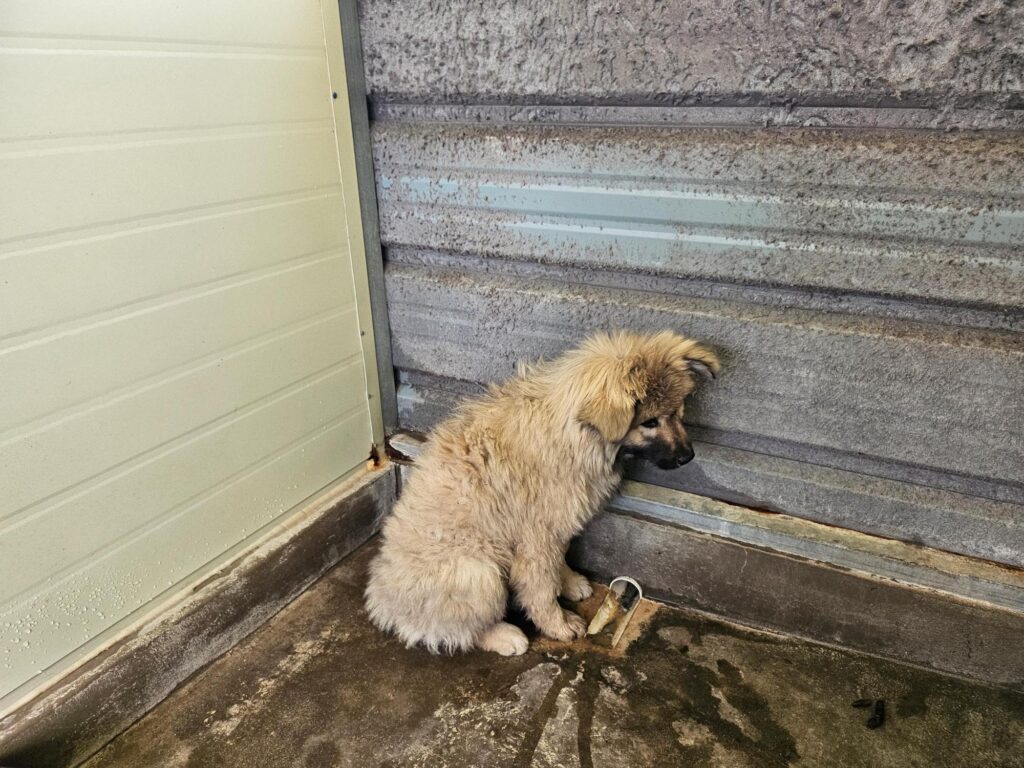 neugle pet 전남 고흥 2026 00061