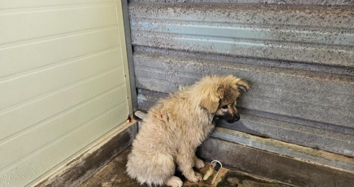 neugle pet 전남 고흥 2026 00061