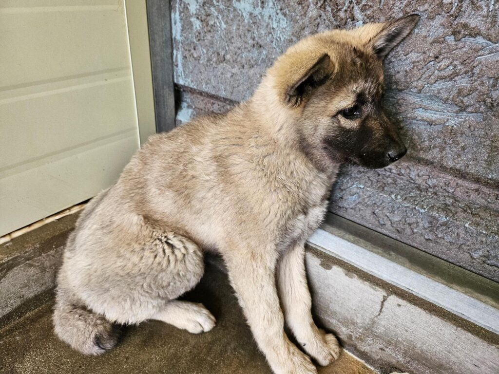 neugle pet 전남 고흥 2026 00062