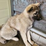 Goeun: A Tiny Mix-Breed Puppy from Goheung, South Korea, Seeks International Adoption 10 neugle pet 전남 고흥 2026 00062