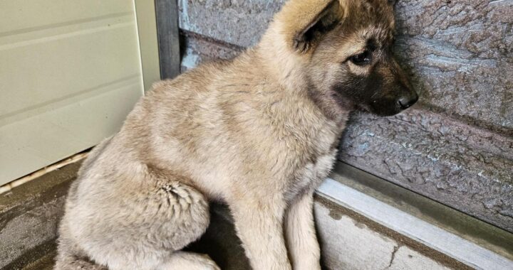 neugle pet 전남 고흥 2026 00062