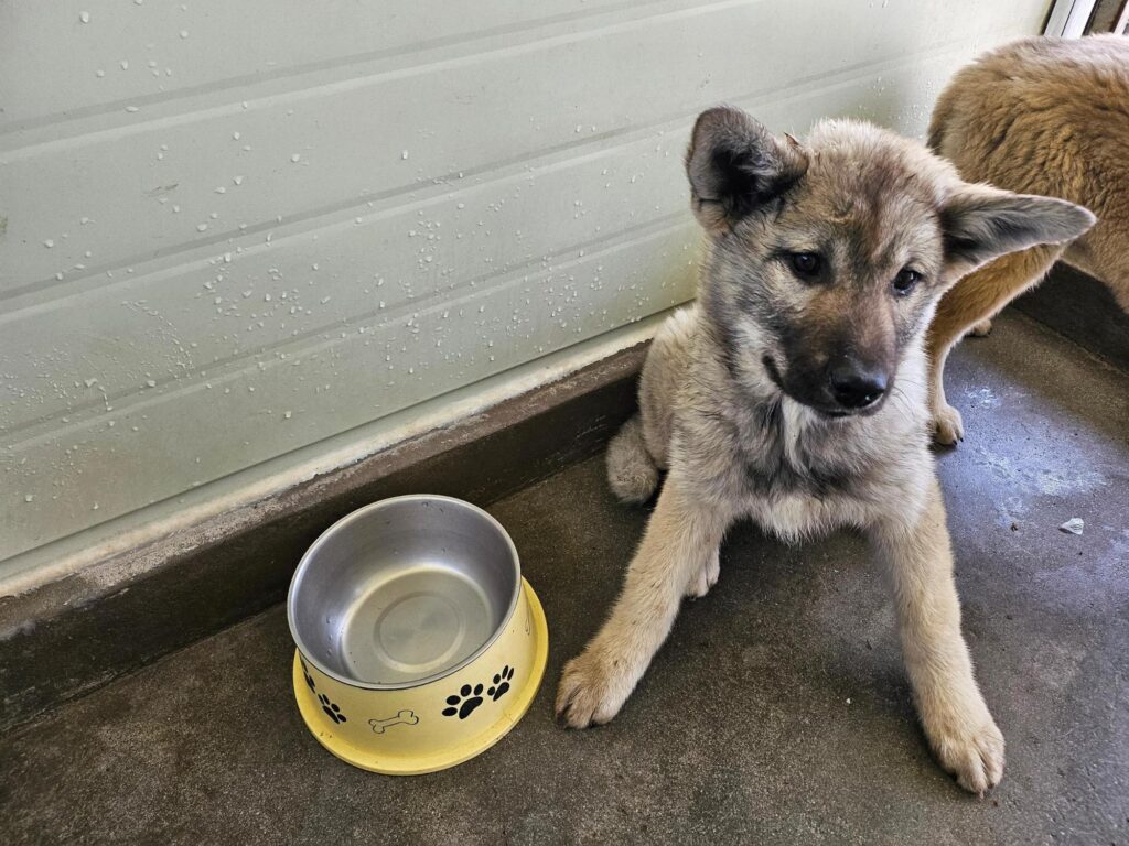 neugle pet 전남 고흥 2026 00063