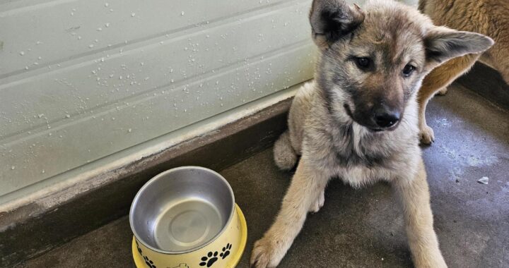 neugle pet 전남 고흥 2026 00063