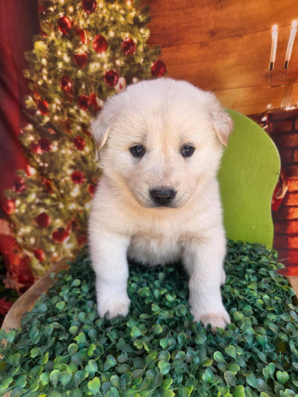 neugle pet 전남 나주 2026 00296