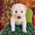 From Bamboo Grove to Loving Home: A South Korean Stray Puppy's Journey to International Adoption 6 neugle pet 전남 나주 2026 00296