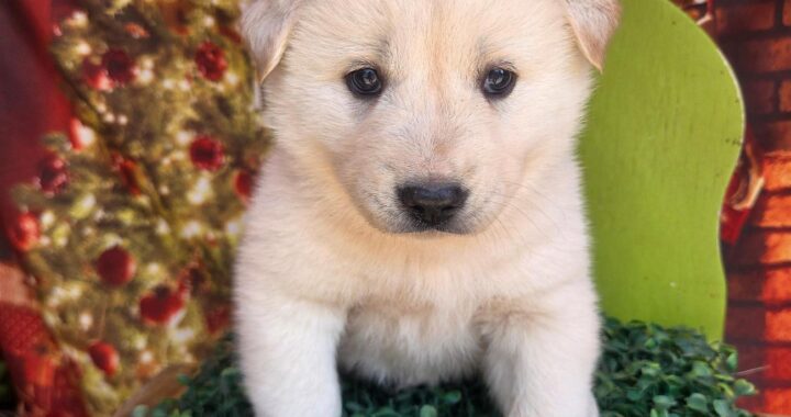 neugle pet 전남 나주 2026 00296