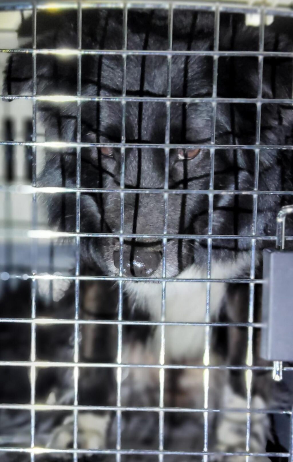 neugle pet 전남 목포 2026 00107