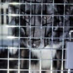 A Silent Plea from Mokpo Station: Can You Offer This Border Collie a Second Chance Through International Adoption? 6 neugle pet 전남 목포 2026 00107