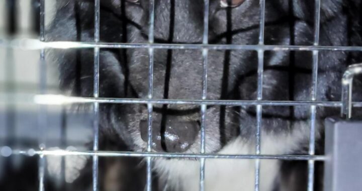 neugle pet 전남 목포 2026 00107