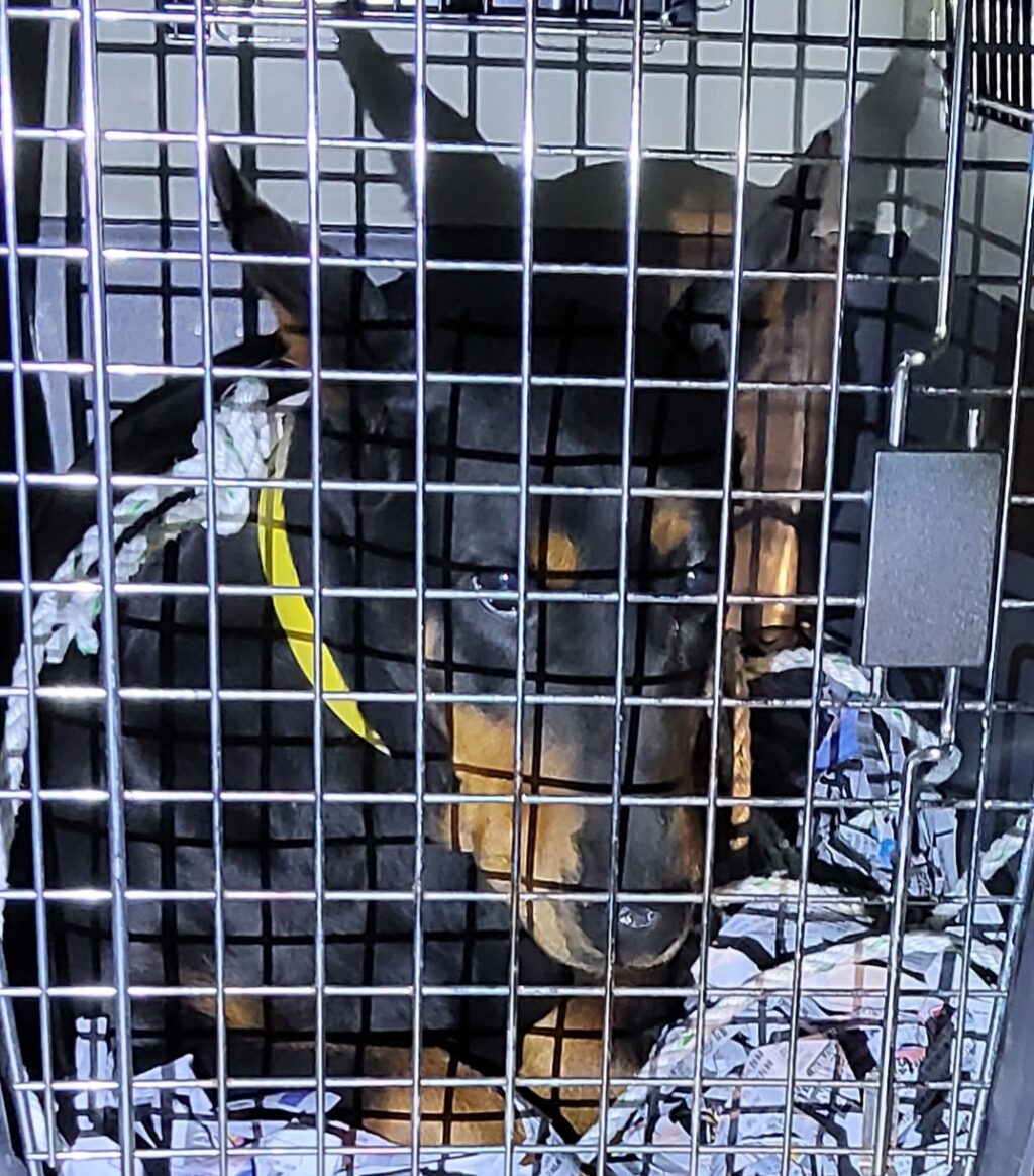 neugle pet 전남 목포 2026 00108