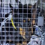 neugle pet 전남 목포 2026 00108