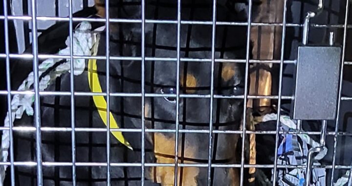 neugle pet 전남 목포 2026 00108