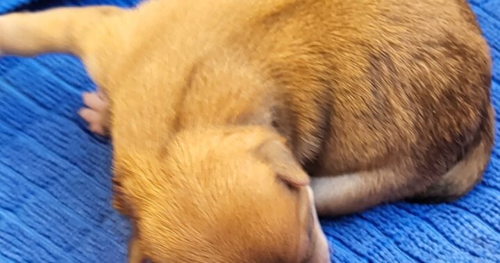 neugle pet 전남 신안 2026 00067