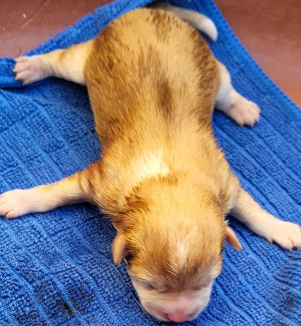 neugle pet 전남 신안 2026 00068