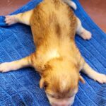 neugle pet 전남 신안 2026 00068