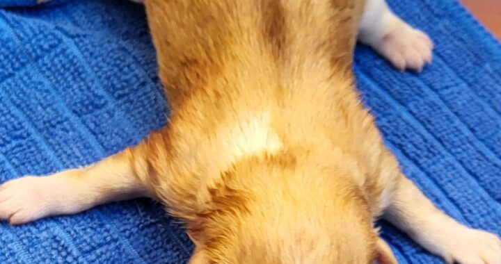 neugle pet 전남 신안 2026 00068