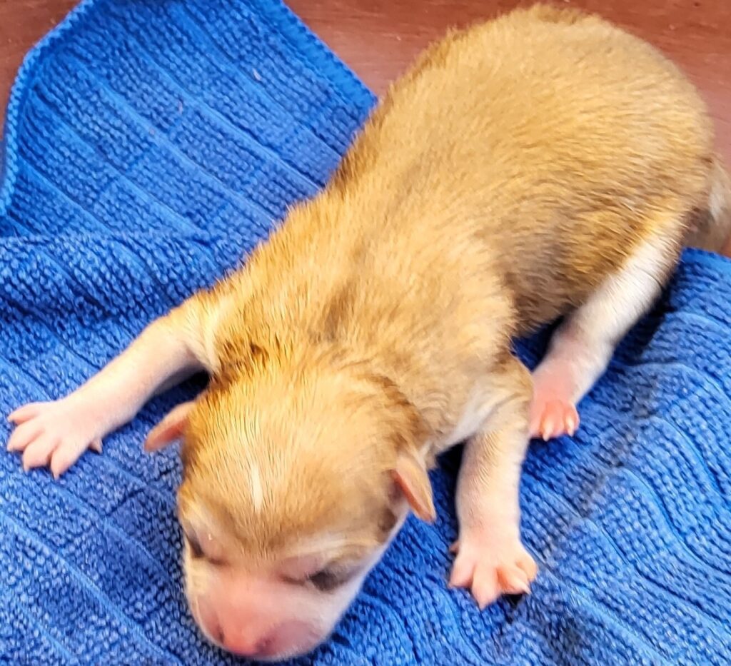 neugle pet 전남 신안 2026 00069