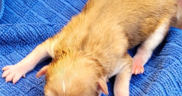 neugle pet 전남 신안 2026 00069