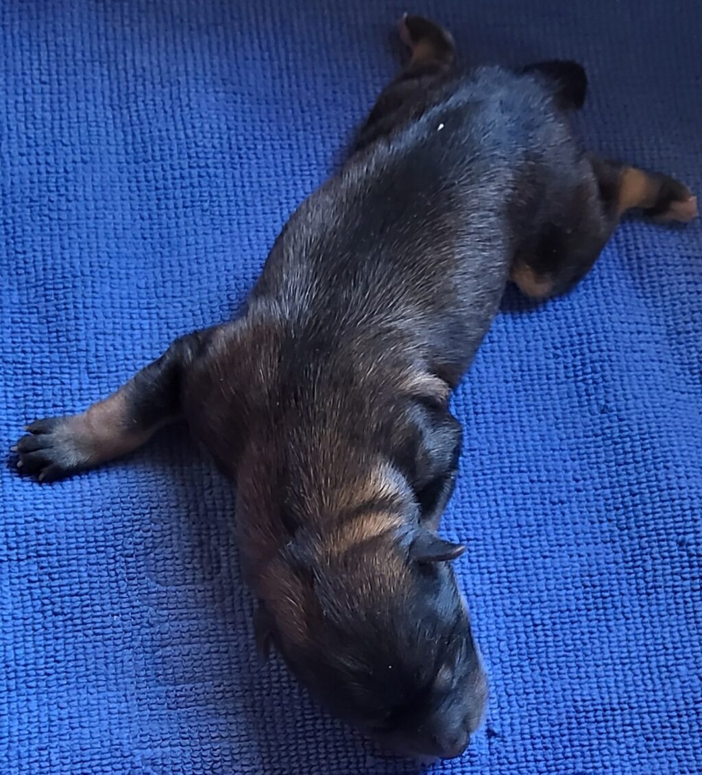 neugle pet 전남 신안 2026 00070