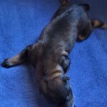 Dara: A Glimmer of Hope from Sinan-gun, South Korea – A Tiny Mix-Breed Puppy's Quest for International Adoption 7 neugle pet 전남 신안 2026 00070