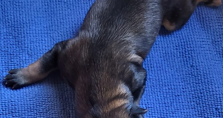 neugle pet 전남 신안 2026 00070