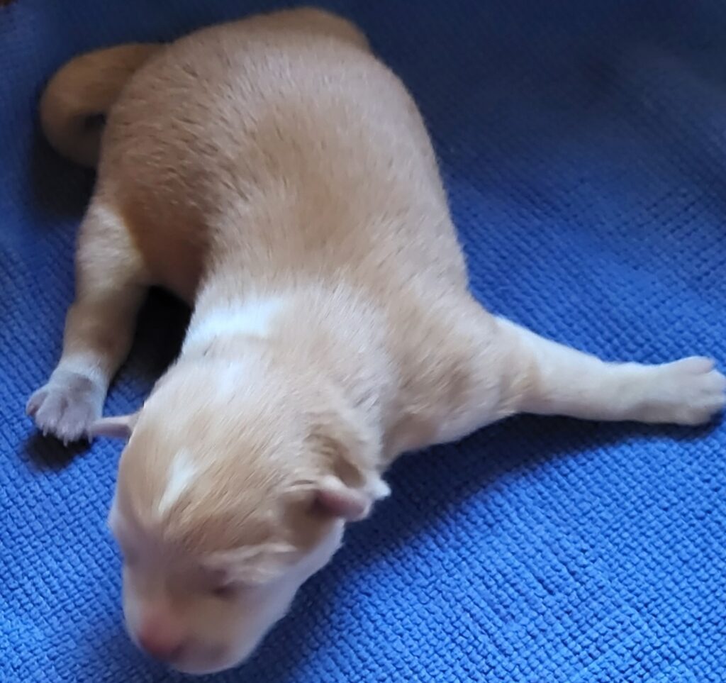 neugle pet 전남 신안 2026 00071