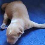 neugle pet 전남 신안 2026 00071