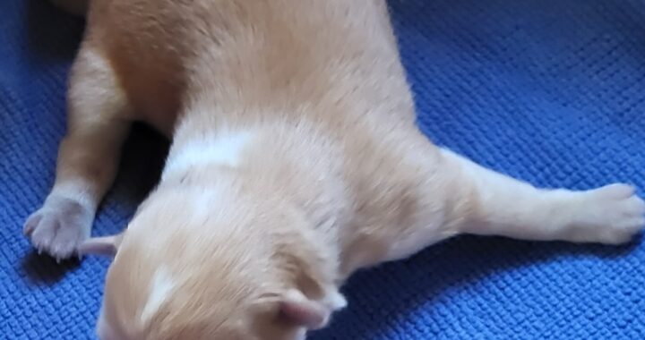 neugle pet 전남 신안 2026 00071