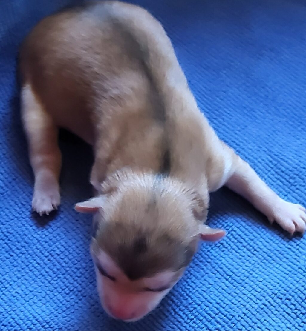 neugle pet 전남 신안 2026 00072