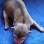 neugle pet 전남 신안 2026 00072