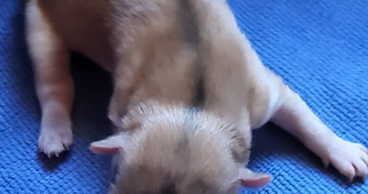 neugle pet 전남 신안 2026 00072