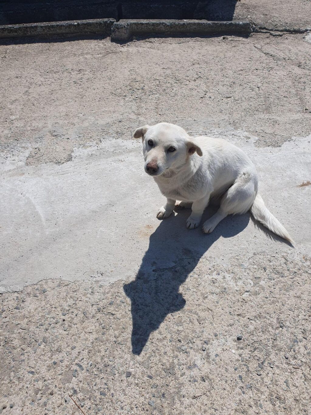 neugle pet 전남 함평 2026 00101