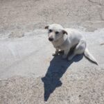 neugle pet 전남 함평 2026 00101