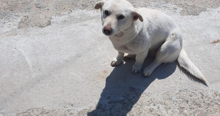 neugle pet 전남 함평 2026 00101