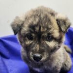 neugle pet 전남 해남 2026 00043