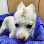 Boksil's Gentle Heart: A South Korea Stray Rescue Puppy's Quest for International Adoption 3 neugle pet 전남 해남 2026 00044