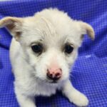 neugle pet 전남 해남 2026 00045