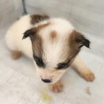 From the Streets of Haenam: A Sweet Mix-Breed Puppy's Quest for International Adoption 3 neugle pet 전남 해남 2026 00046